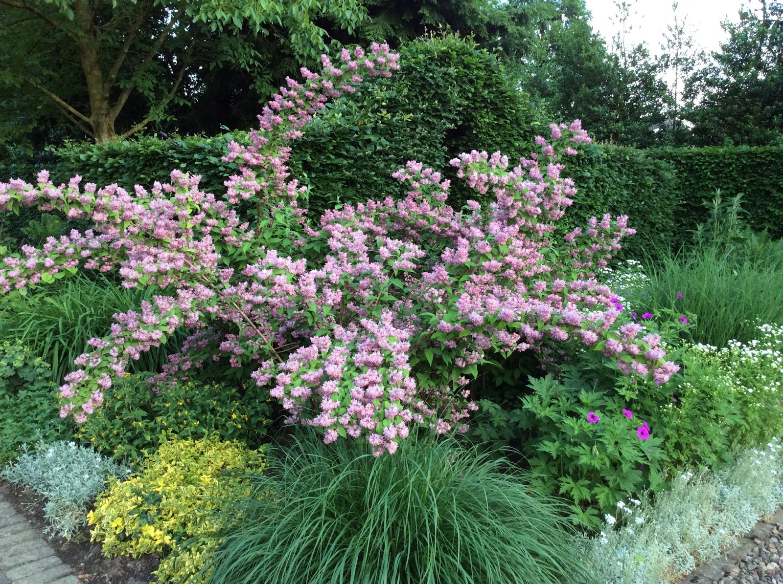 Deutzia Stock Photos Deutzia Stock Images Page 9 Alamy