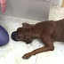Cette chienne enceinte refuse d'accoucher, quand on sait pourquoi, on a envie de pleurer