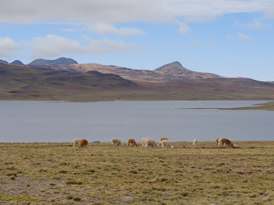 Perou-Altiplano peruvien (lamas)