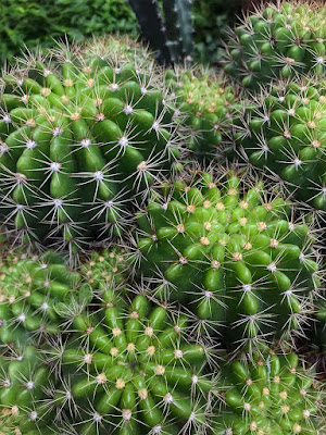 กระบองเพชร ดาวล้อมเดือน (Echinopsis calochlora) Cactus