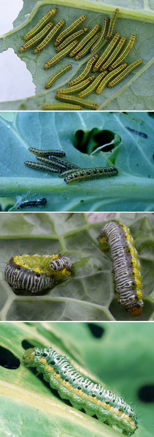 How to control cabbage worms