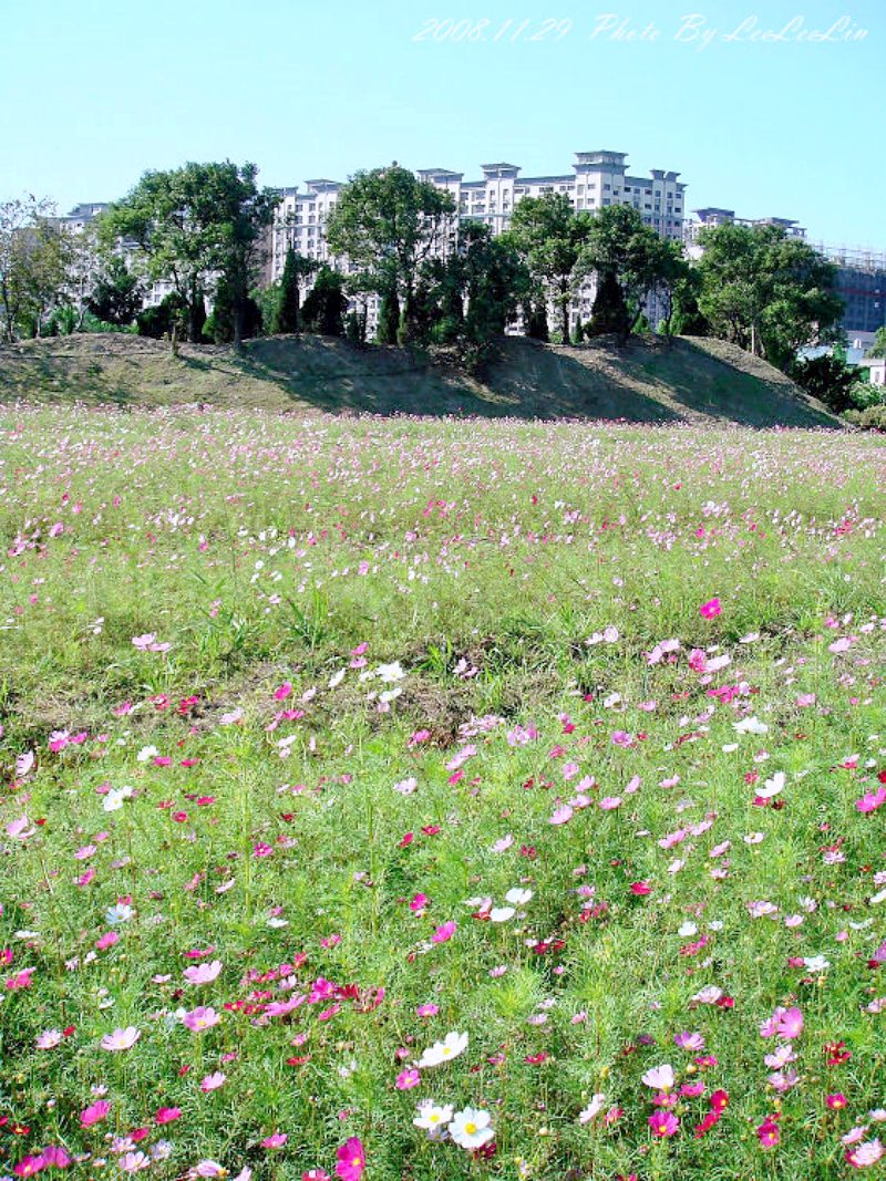 桃園農業改良場台北分場|佳園路農改場|北大特區樹林花海|行政院農業委員會桃園區農業改良場台北分場|三峽北大波斯菊花海|北大農改場|米漢堡、米餅DIY活動
