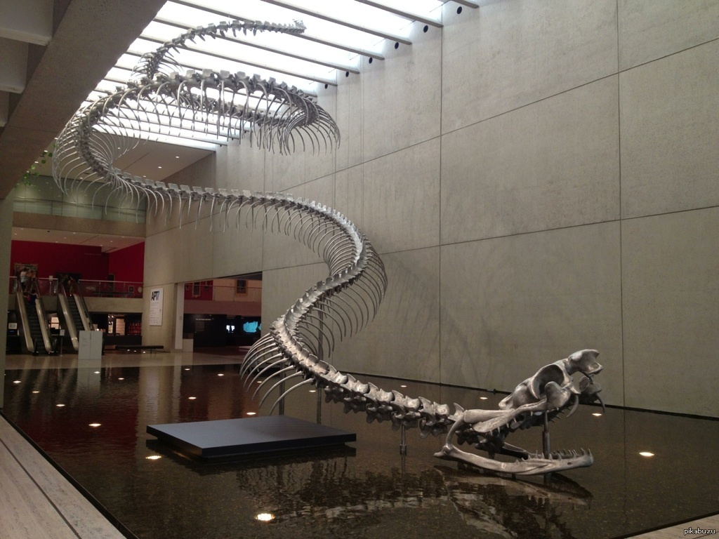 Titanoboa"تيتانوبوا"