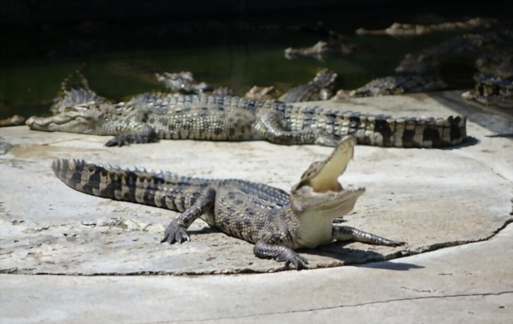 Saltwater Crocodile: Most beautiful and deadly animal in the world
