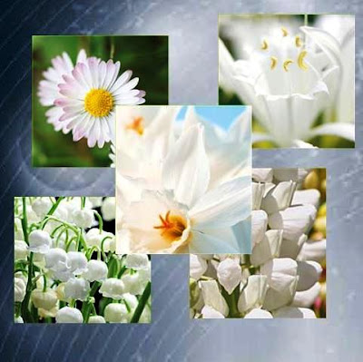 5 Intelligent White Flowers