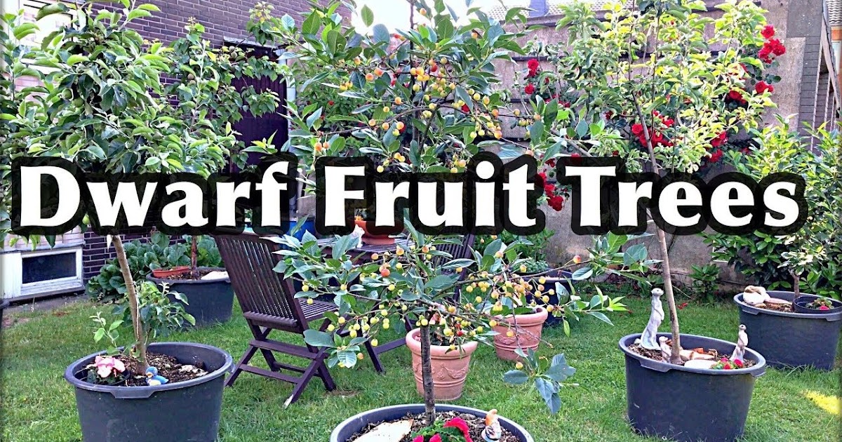 Dwarf Fruit Trees A Planting Guide For Fruit Trees In Containers