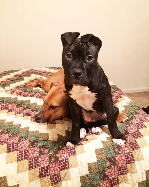 PetSmart Kicks Dog Out Of Playdate After Inviting Him, Just Because He Was A Pit Bull