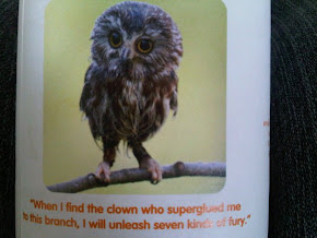 Tiny Owl Fury!!