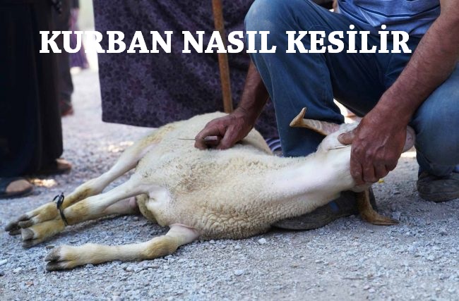 kurban kesimi nasil yapilir nasil dua