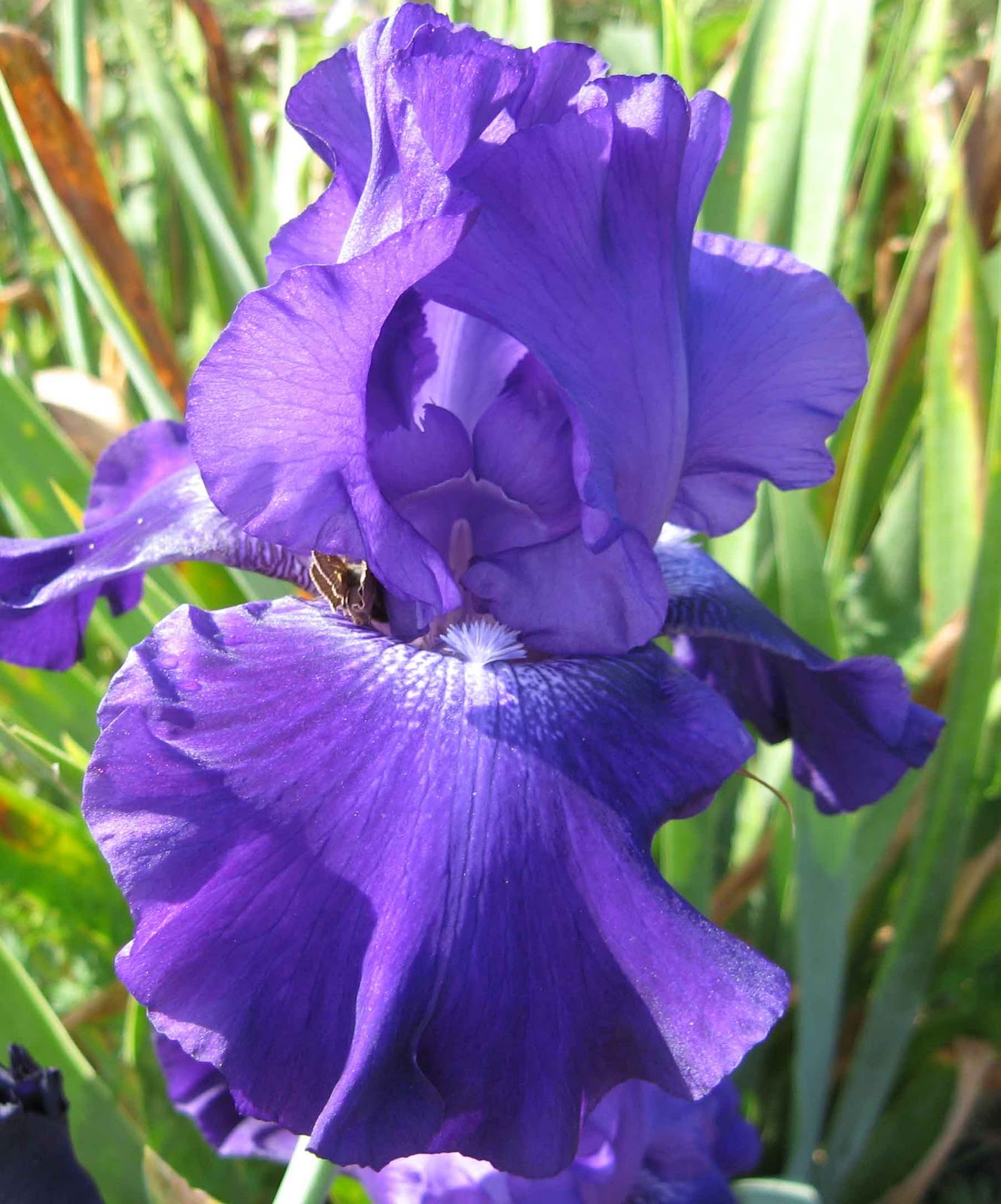 World of Irises Rebloom Winter in Zone 6