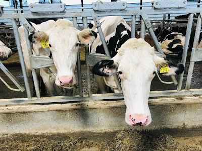 To Dairy or Not to Dairy in a Plant-Based World Weekly Wisdom To Dairy or Not to Dairy in a Plant-Based World Weekly Wisdom