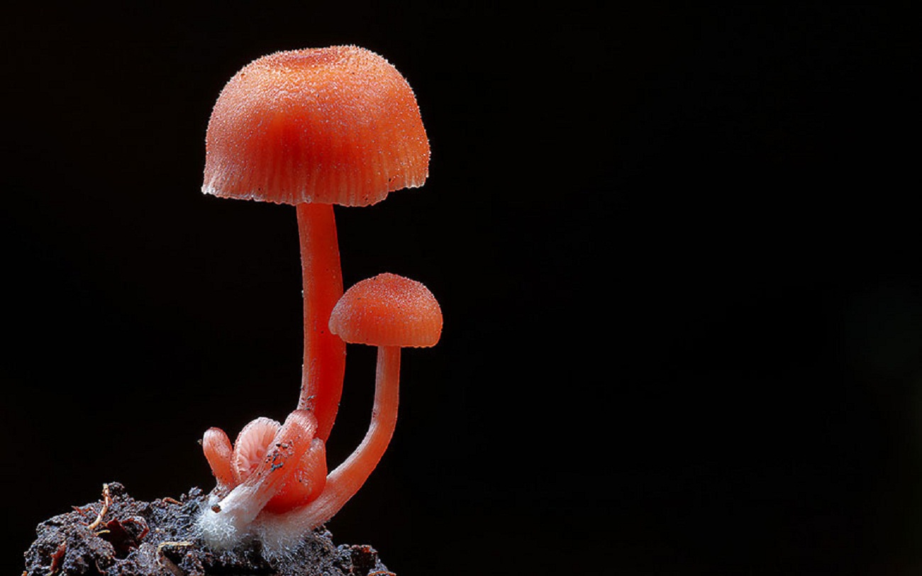 Необычные грибы мира