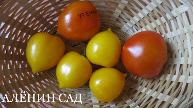 Утёнок, томаты, помидоры, сорта томатов, желтые томаты, аленин сад