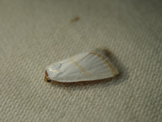 Eublemma pura Eublemma pura