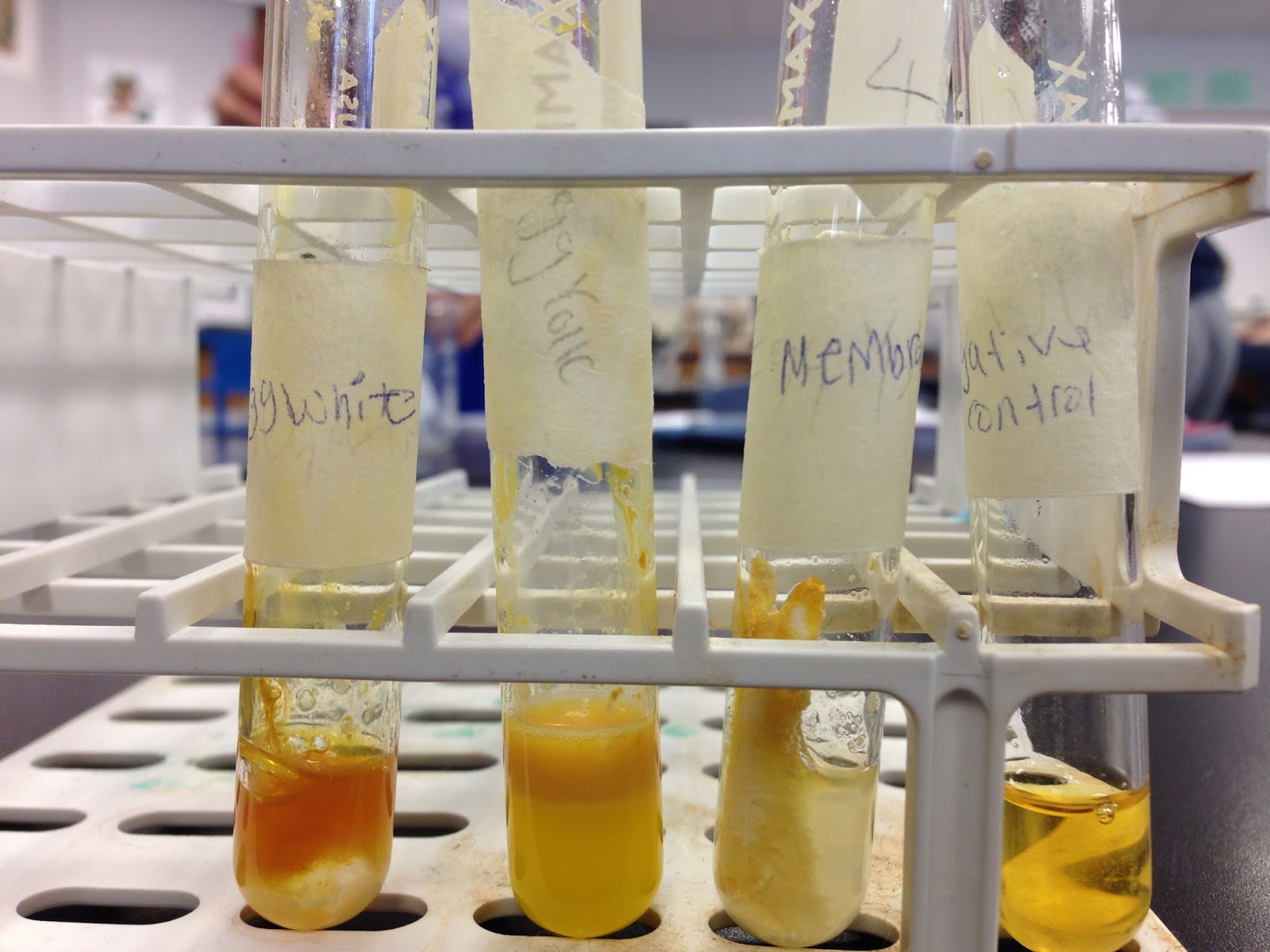 Veda Biology Blog: Egg Cell Macromolecules lab