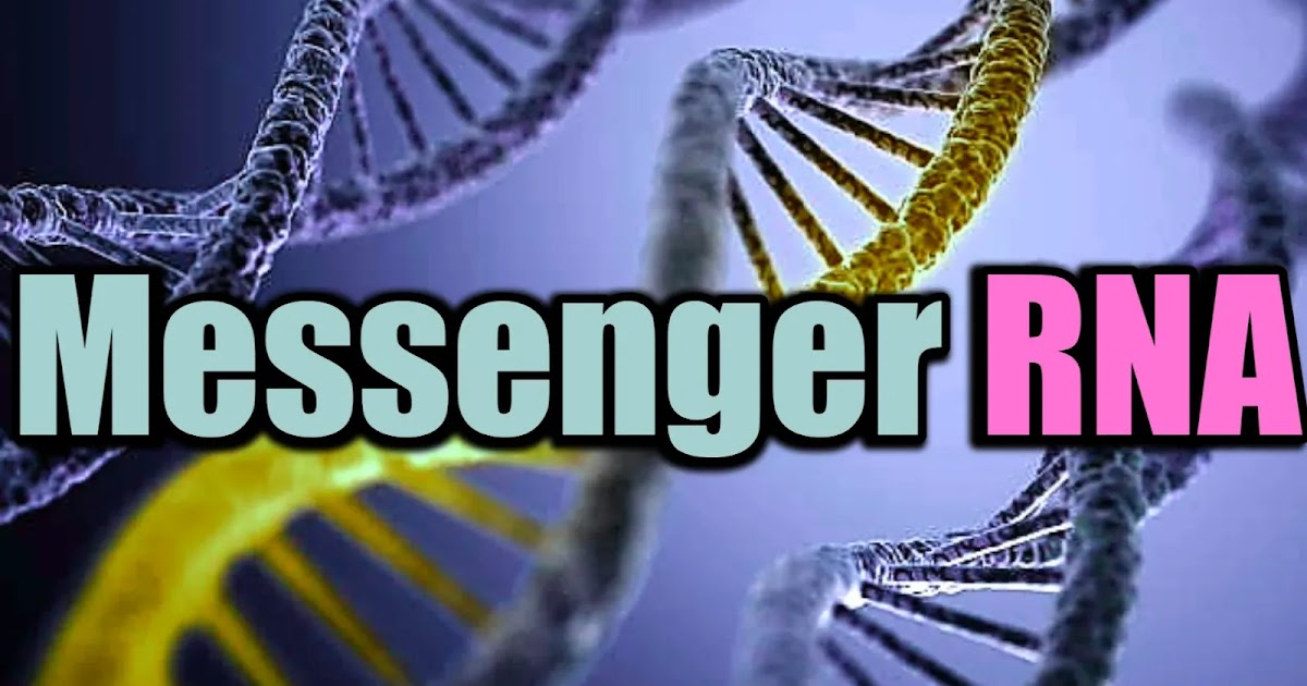 Messenger RNA Definition, Role, and Function What Do Messenger RNAs Do?