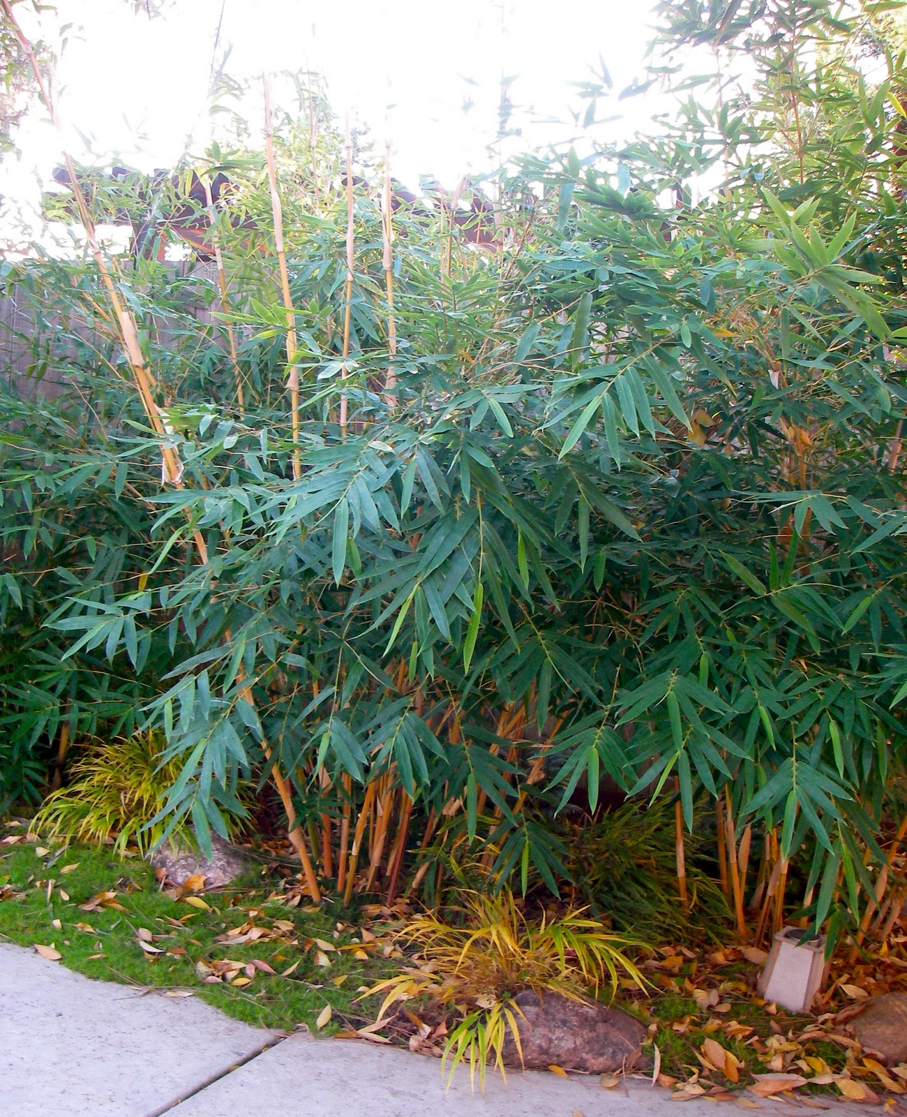 Bamboo Geek How fast will my bamboo grow? Photos over time of a