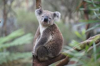 Koala/ Koalas have same fingerprint as humans