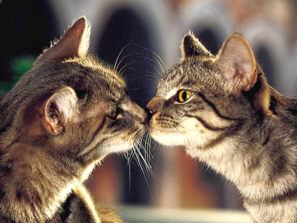 Cute Cat Couple In Love HD Wallpaper