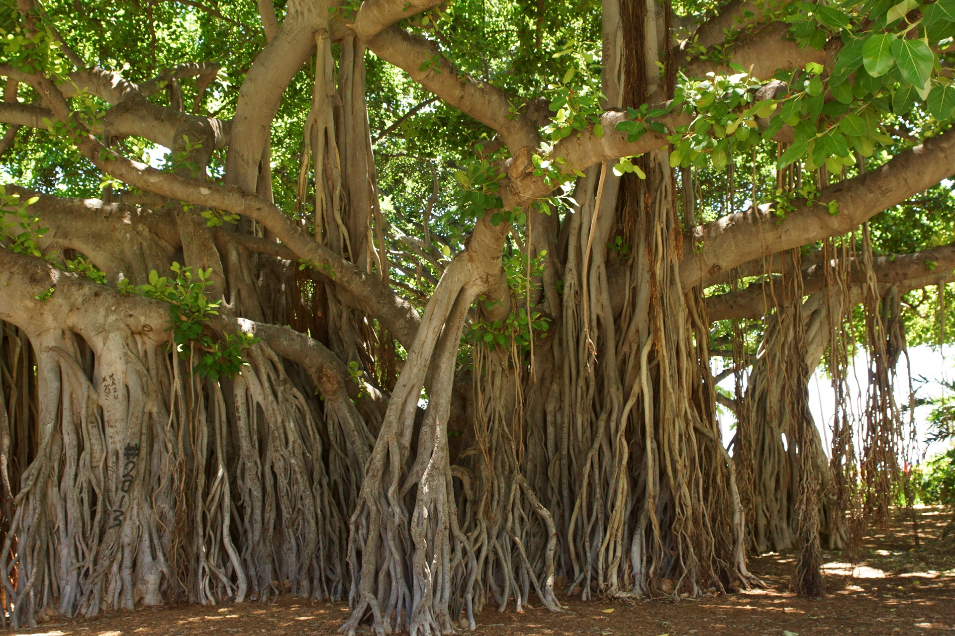 10 Amazing Facts About Banyan Tree