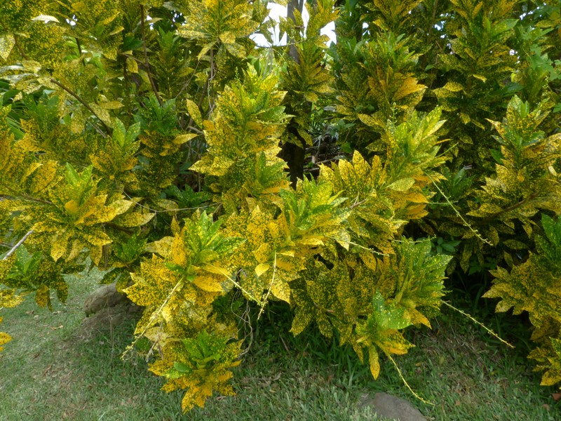 Faaxaal Photos nature gratuites et libres de droits Croton panaché