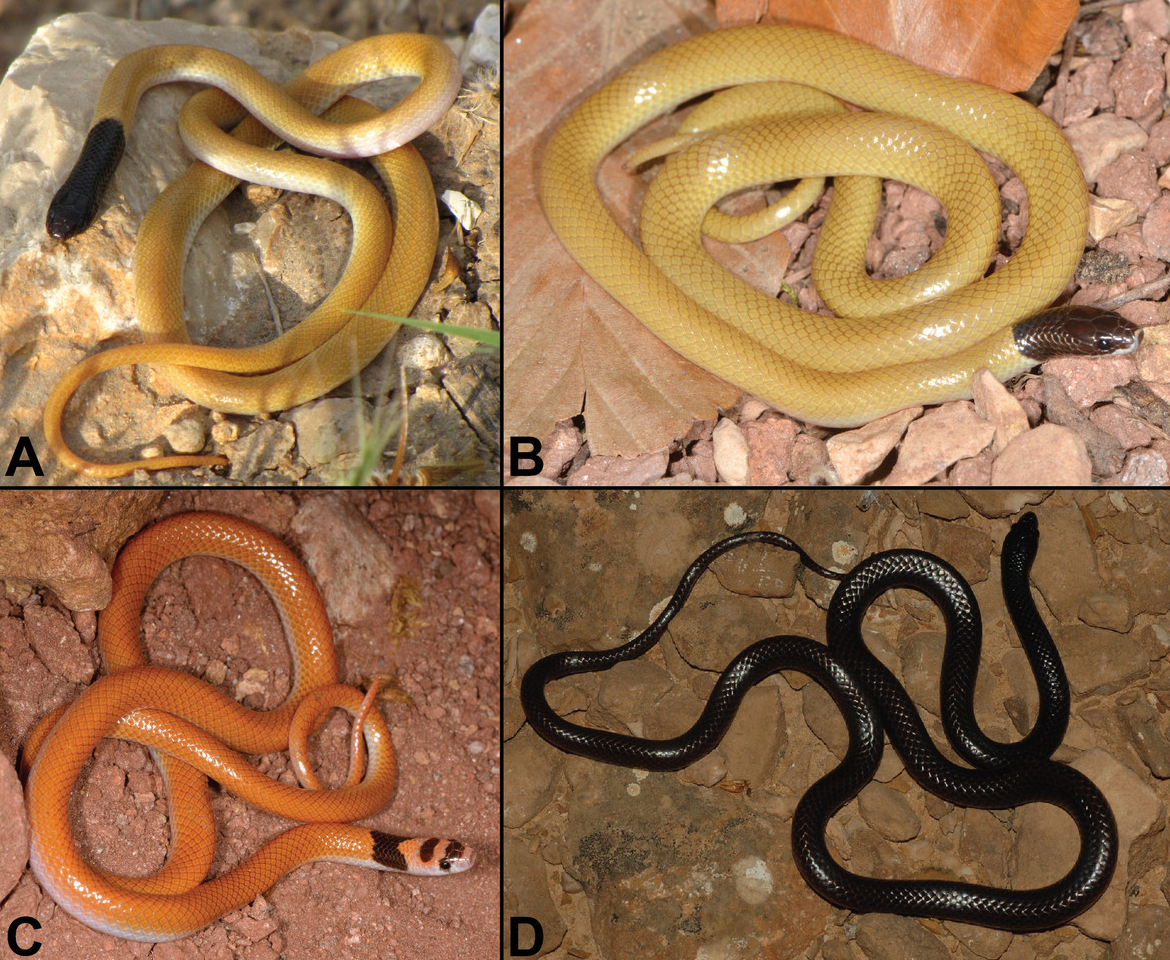 Snakes research articles image