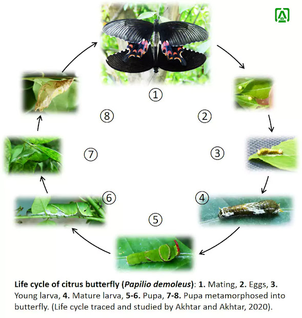 insect pests causing plant diseases ~ Plant diseases identification