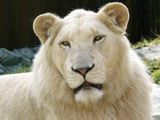 Beyaz aslanlar renklerini resesif bir alele borçludur.
