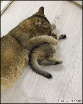 Funny Kitten GIF • When Kitty doesn't want to take a bath. Cute fight with his Mom. Funny Kitten GIF • When Kitty doesn't want to take a bath. Cute fight with his Mom.