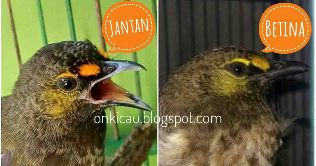 Ciri Cucak Kombo Jantan Trotolan Pdf Master 2021