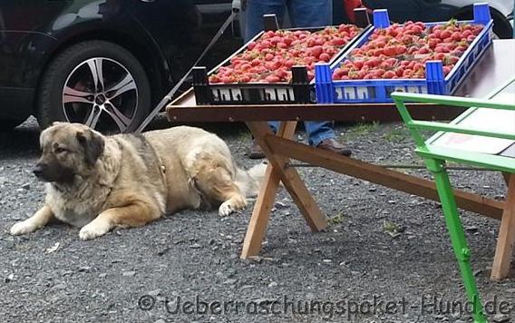 Laika will nicht weg vom Erdbeerstand