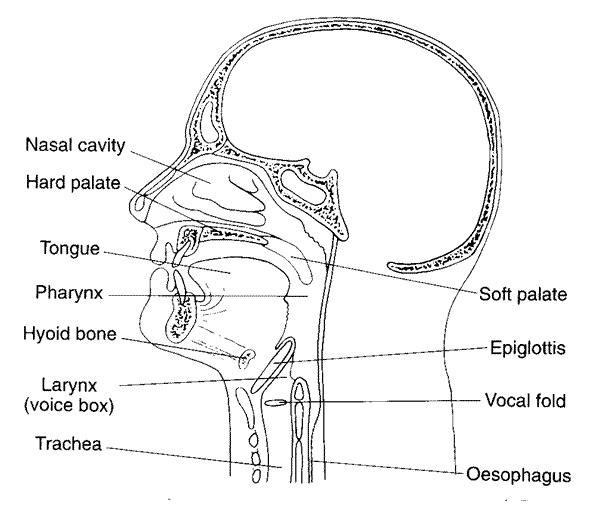 sagittal1