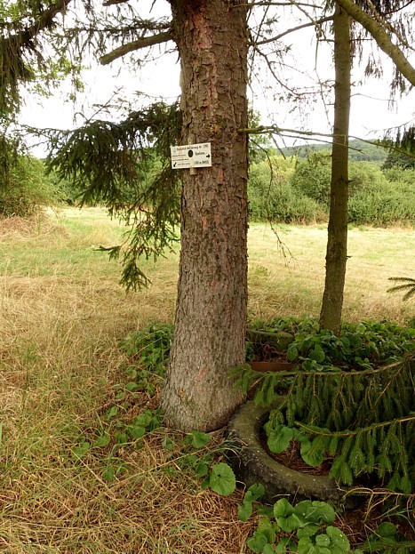 Spirit Walks Kraftorte