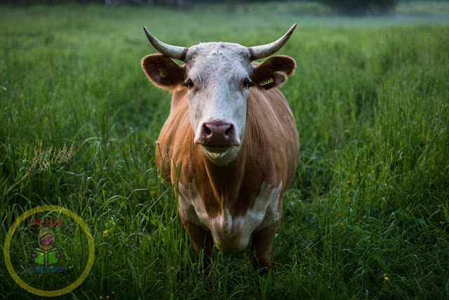 Major diseases in cattle cows [Gai Bhaisiharuma Laagne Rogaharu]