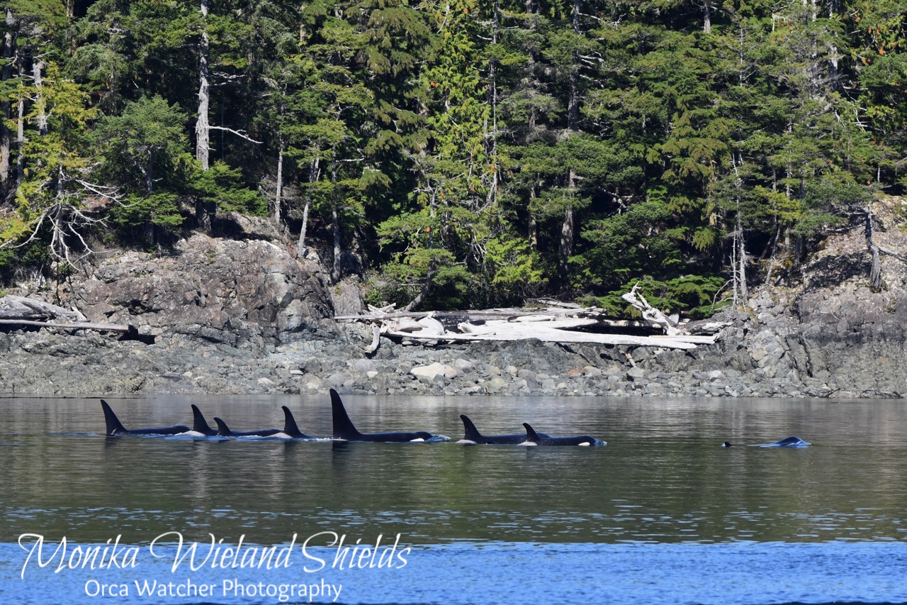 Orca Watcher Northern Vancouver Island Part 2 A Whale Watch to Remember