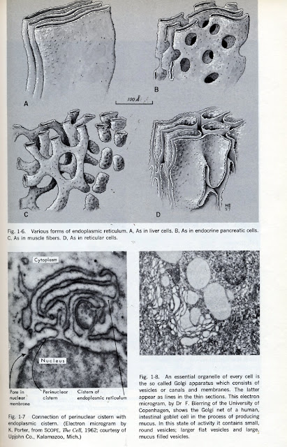 Human Microanatomy