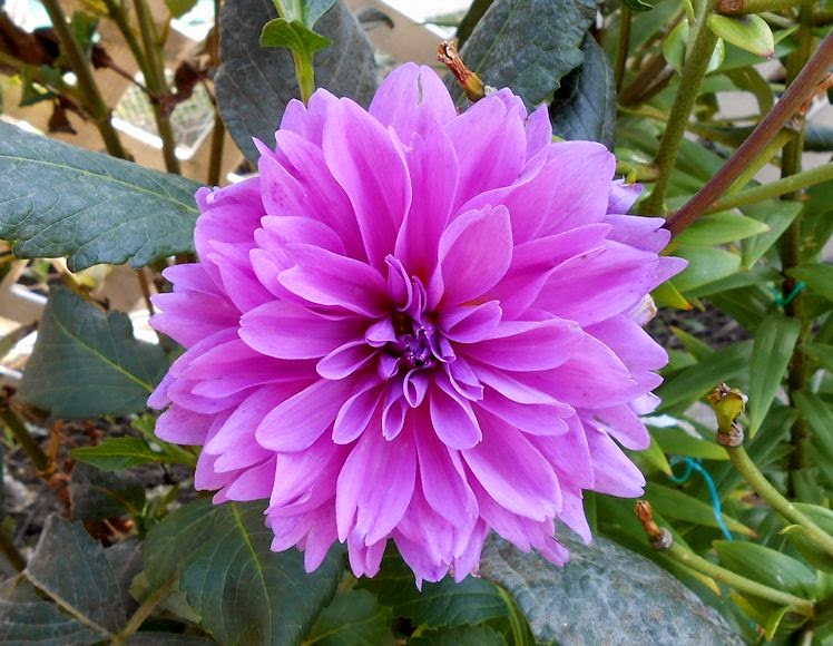 My Virtual Garden