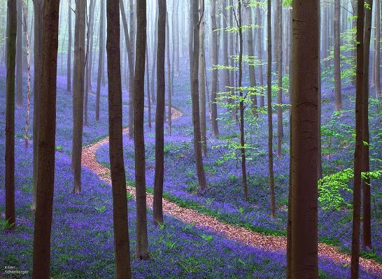 bosque de Hallerbos  Bélgica hallerbos belgium blue forest