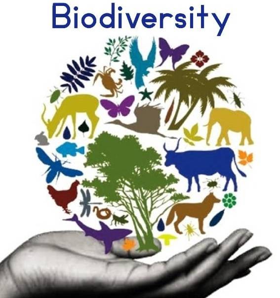 presentation on value of biodiversity