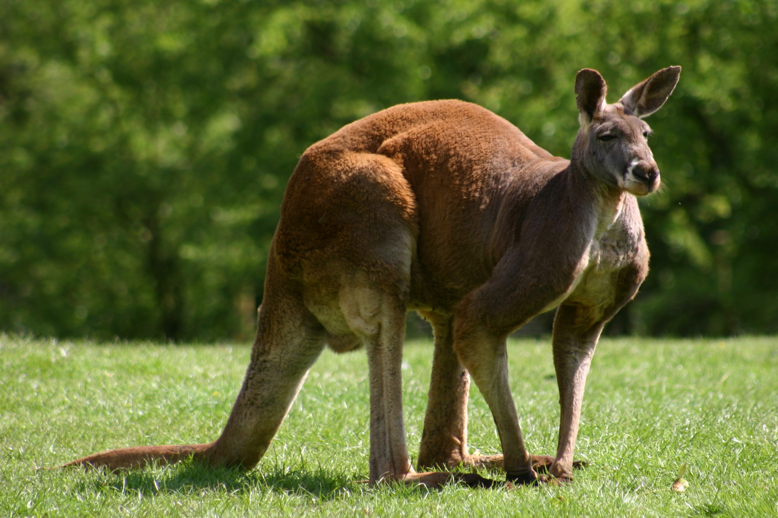Animals of the world: Red Kangaroo