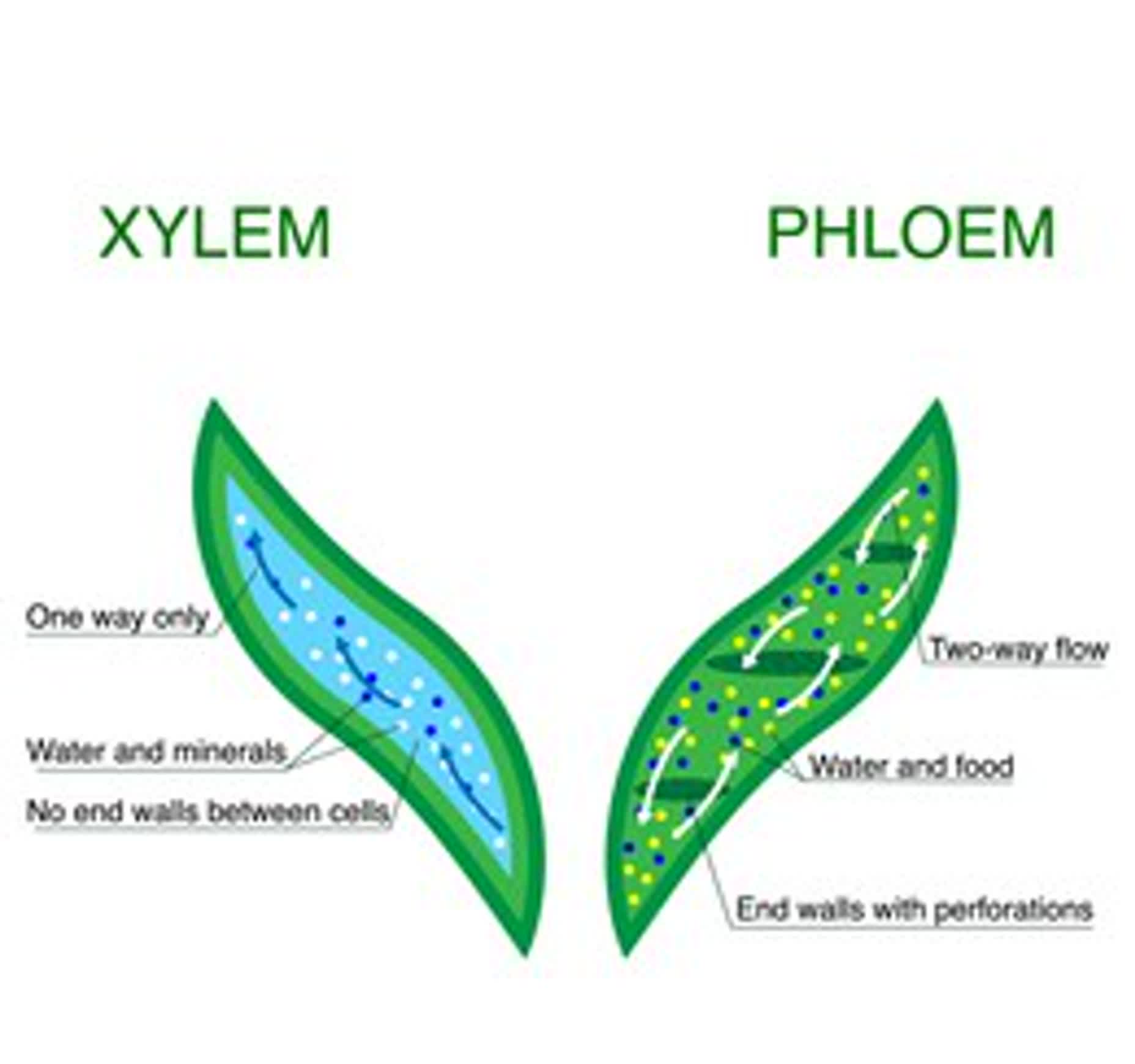 Xylem and phloem. biological structure scheme of inner vascular in