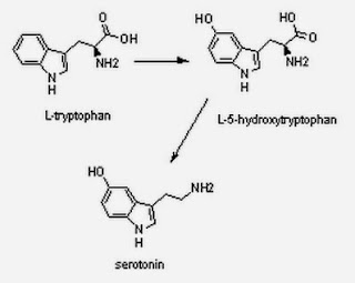 serotonin tryptophan l-5-hydroxytryptophan pathway biosynthesis formula serotonina dibujo platano