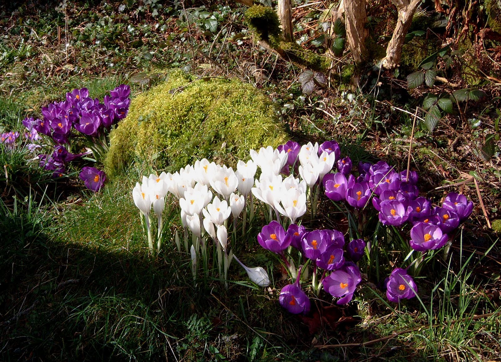 Living with twisted willow: Crocus, crocuses, croci