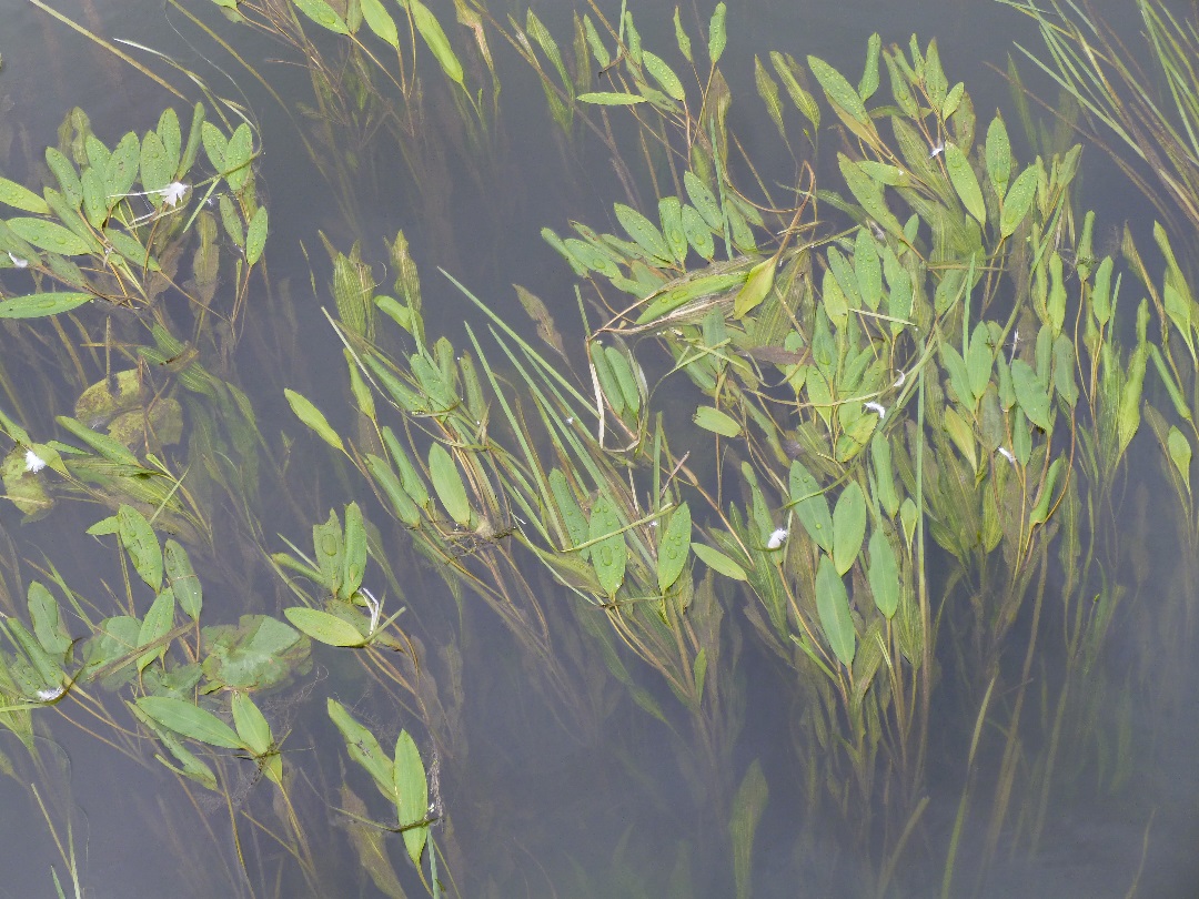 Oxfordshire Botany Loddon pondweed... IN THE THAMES!