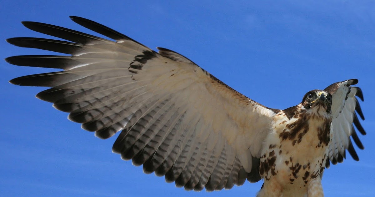 Mythology and Folklore UNTextbook Nigeria Why a Hawk Kills Chickens