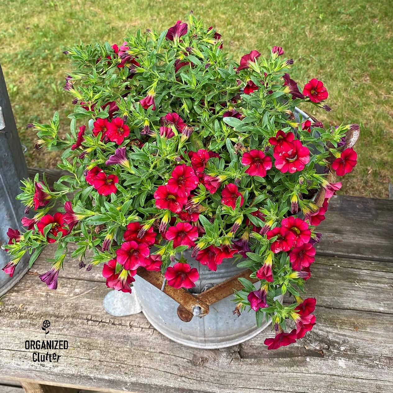 Galvanized Buckets, Annuals, Climbing Vines, And Other Junk Garden