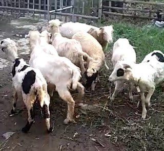 Cara Memilih Bibiit Kambing Domba yang bagus untuk Penggemukan