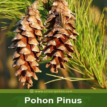 ciri ciri pohon pinus