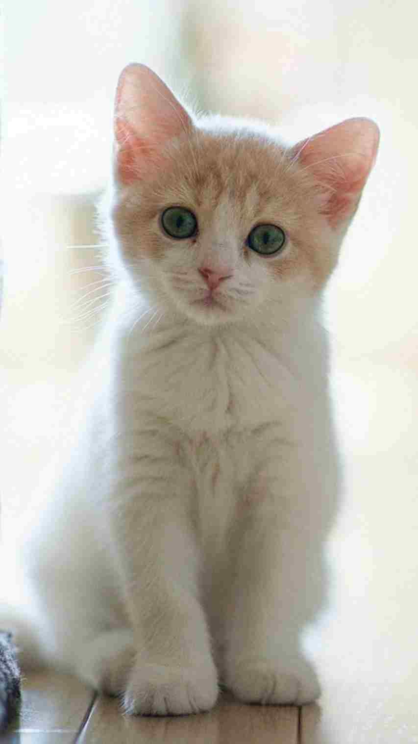 Gambar Lucu Kucing / Gambar Kucing Lucu Imut Dan Paling Menggemaskan