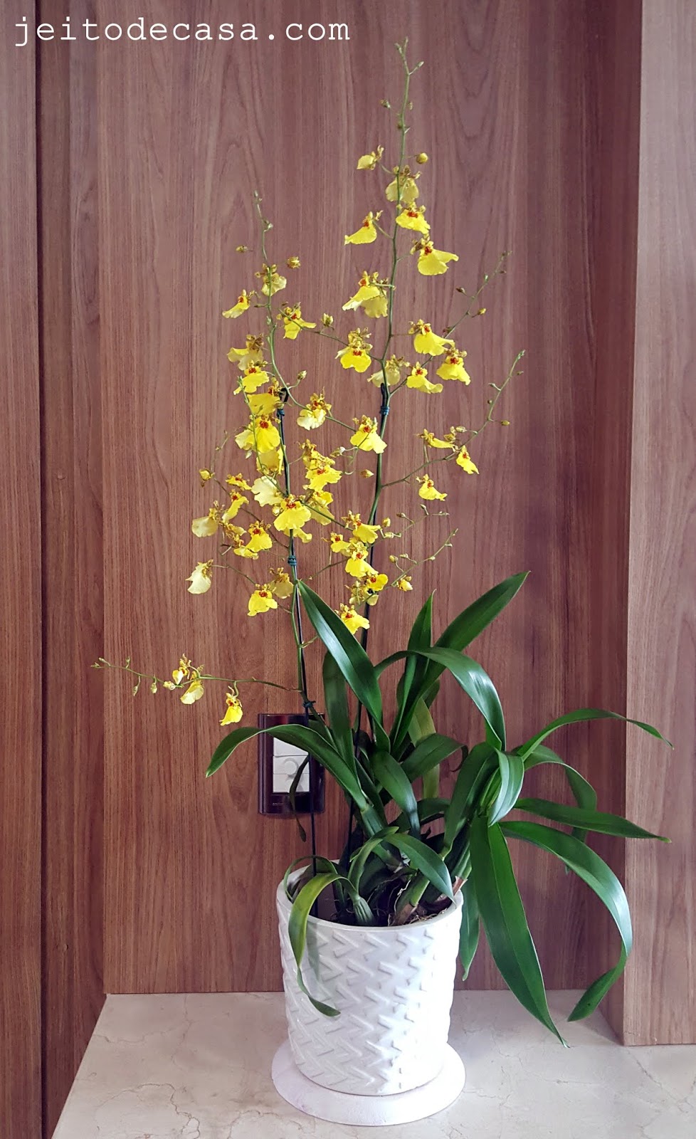 Orquídeas oncidium, popularmente chuva de ouro... - Jeito de Casa - Blog de  Decoração e Arquitetura